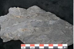 Foto (Detailansicht) von Noeggerathia palmaeformis Goeppert (NHMW-GEO-2024-0188-10730)